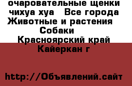 очаровательные щенки чихуа-хуа - Все города Животные и растения » Собаки   . Красноярский край,Кайеркан г.